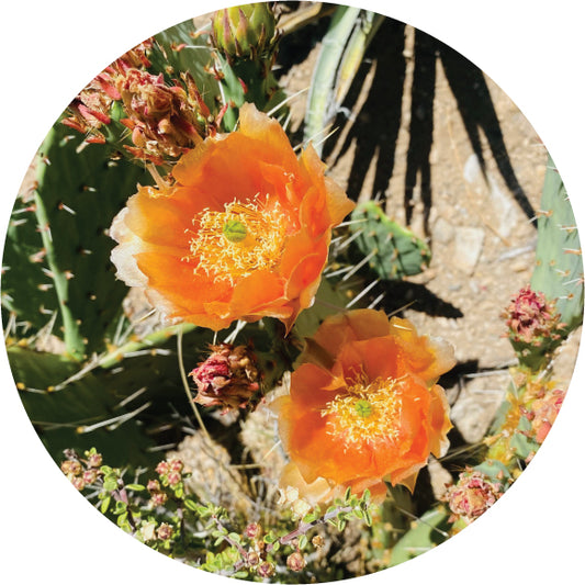 Cactus Flower Sticker