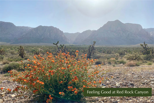 Red Rock Canyon Feeling Good Postcard