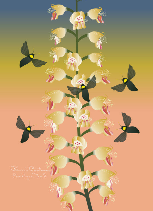 Palmer's Penstemon & Bee Art Print